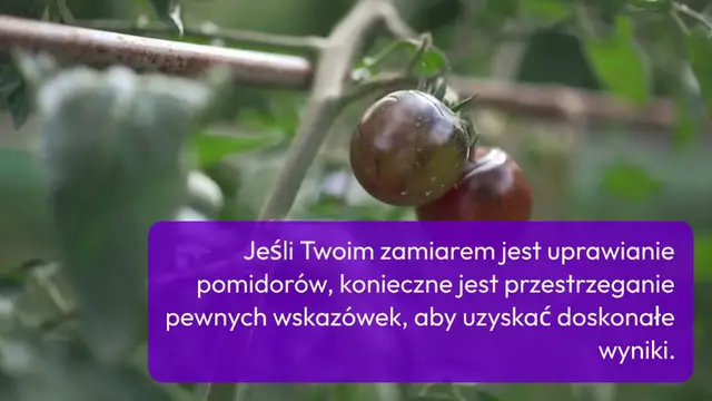 'Video thumbnail for Ogród warzywny: jeśli chcesz mieć ogromne, czerwone i soczyste pomidory, daj to roślinie'