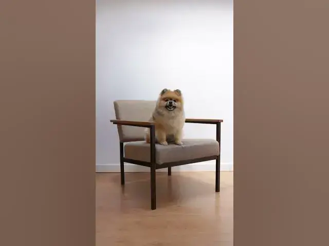 'Video thumbnail for This dog is a real comedian!'