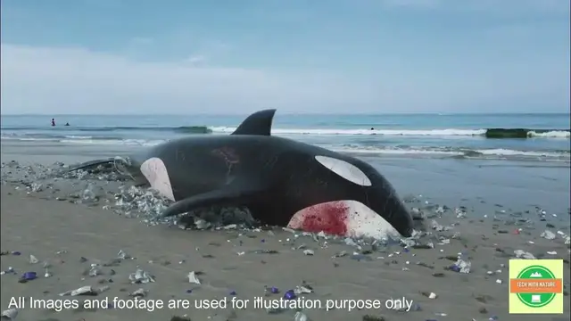 'Video thumbnail for Majestic World of Whales | @techwithnature | #dailyvlog #environment'