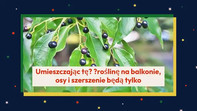 'Video thumbnail for Dzięki tej roślinie na balkonie osy i szerszenie pozostaną odległym wspomnieniem'