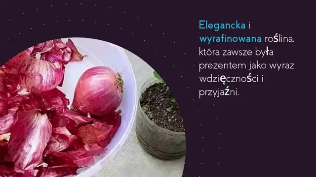 'Video thumbnail for Jedna kropla wytworzy jasnozielone liście – nigdy wcześniej nie miała takiej orchidei'