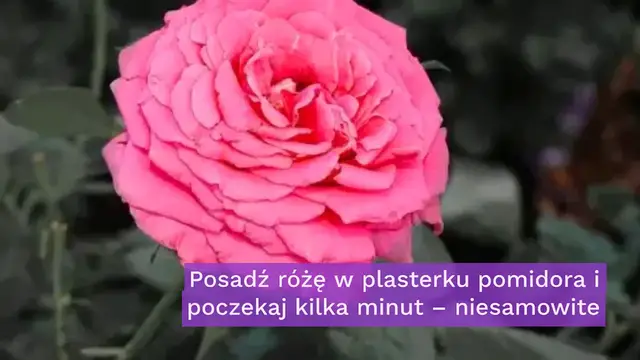 'Video thumbnail for Posadź różę w plasterku pomidora i poczekaj kilka minut – niesamowite'