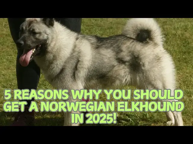'Video thumbnail for 5 Reasons Why You Should Get a Norwegian Elkhound in 2025! πΎ'