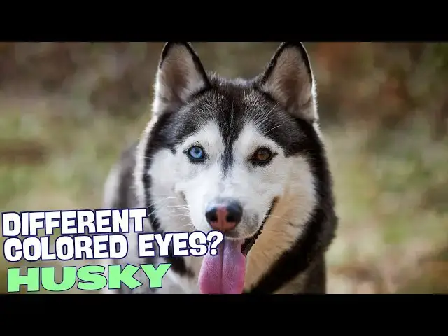 'Video thumbnail for Why Do Huskies Have Different Colored Eyes? ππΎ'