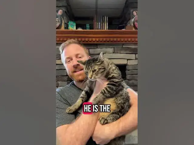 'Video thumbnail for What a week, am I right? How about some nice #cats?'