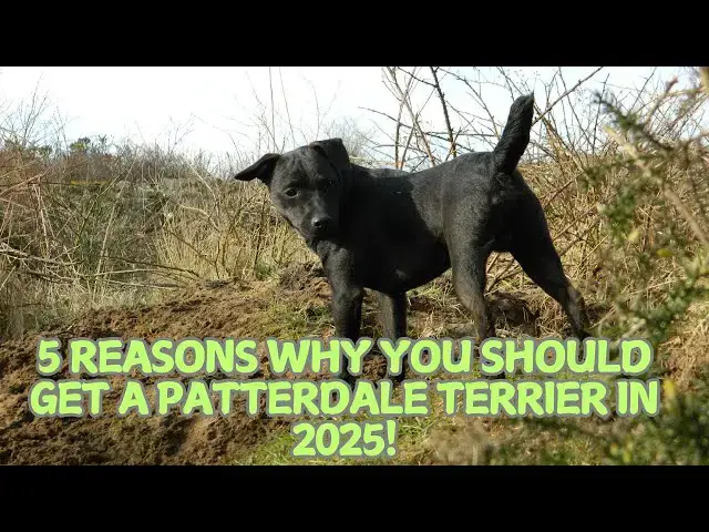'Video thumbnail for 5 Reasons Why You Should Get a Patterdale Terrier in 2025! πβ¨'