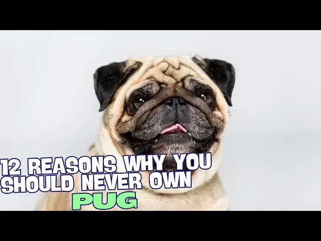'Video thumbnail for 12 Reasons Why You Should Never Own a Pug πΆ'