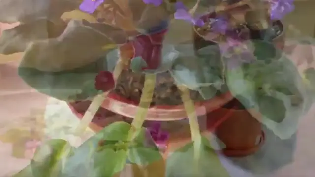 'Video thumbnail for Growing African Violet Indoors  African Violet Plant Care '