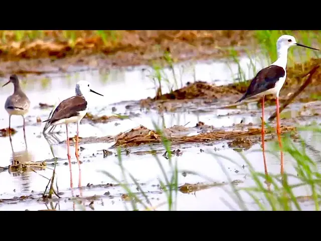 'Video thumbnail for Amazing of lake - In small bird in lake find food eat | all bird stay here to eat'