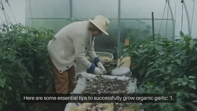 'Video thumbnail for Tips for Growing Organic Garlic'