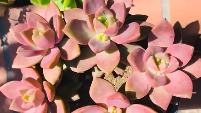 'Video thumbnail for 50 Colorful Succulents That Are Incredibly Beautiful '