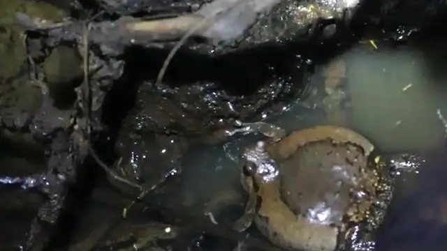 'Video thumbnail for Big frog call to cry  other frog after rian'