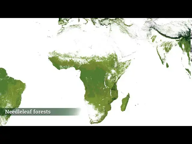 'Video thumbnail for The World’s Forests Mapped'