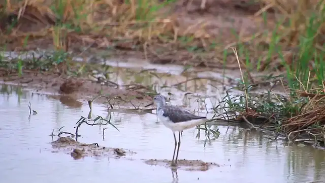 'Video thumbnail for In lake at field wild bird catch food eat'