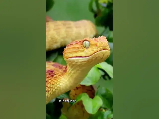 'Video thumbnail for Why Everyone is Afraid of the Amazon Rainforest: Unbelievable Facts Revealed'