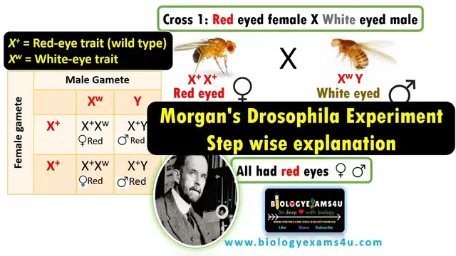 'Video thumbnail for Morgan's Drosophila Experiment || Step By Step explanation discovering Genetic Linkage'