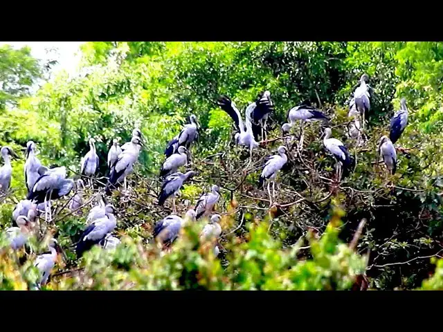 'Video thumbnail for Area of nest &  bird in lake at Avean zoo lake'