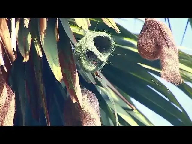 'Video thumbnail for Maya bird  | Golden bird making nest'