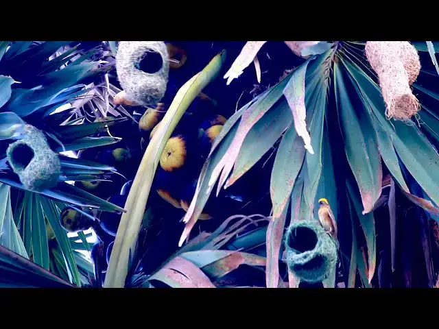 'Video thumbnail for Maya bird  | Golden bird making nest at forest'