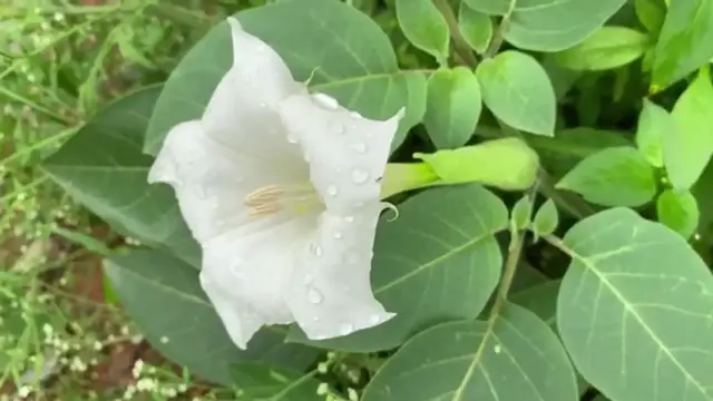 'Video thumbnail for The Most Poisonous Plants You Might Be Growing Right Now '