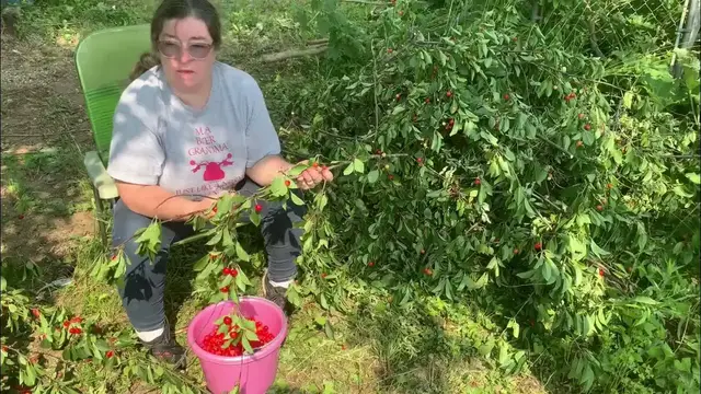 'Video thumbnail for Cherry Picking On The Homestead'