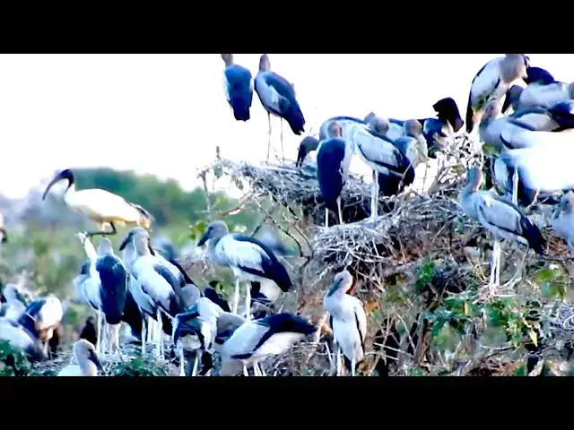 'Video thumbnail for Amazing of Lake - All nest & bird in lake at Avean a lot bird'