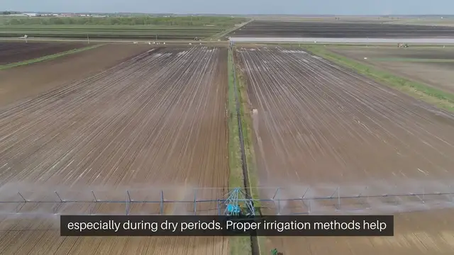'Video thumbnail for Fruit Tree Irrigation Methods'