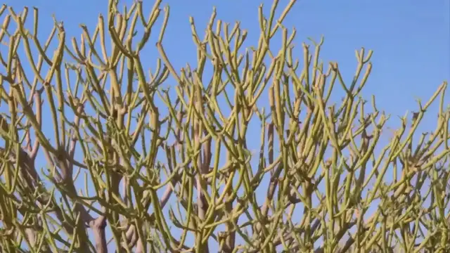 'Video thumbnail for Top 15 Colorful Succulents You Need to Grow '