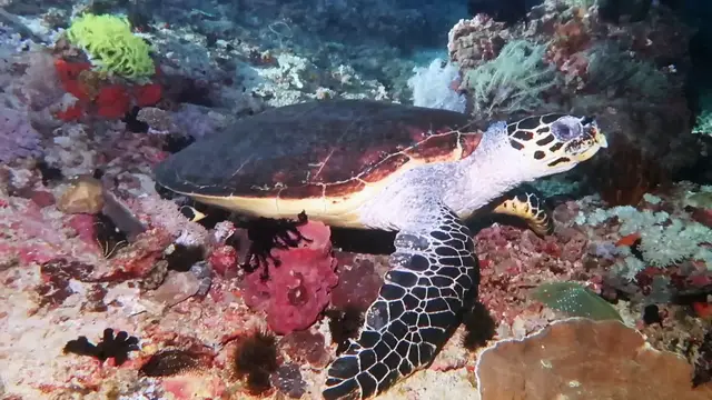 'Video thumbnail for Puerto Galera Night Dive'