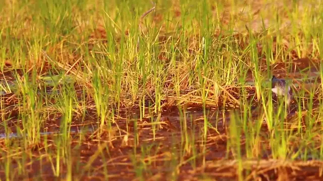 'Video thumbnail for Dry season in lake bird find catch fish eat'