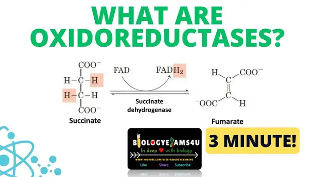 'Video thumbnail for What are oxidoreductases? with example in 3 minutes'