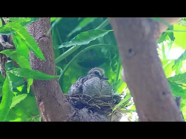 'Video thumbnail for The wild dove cry call other dove'