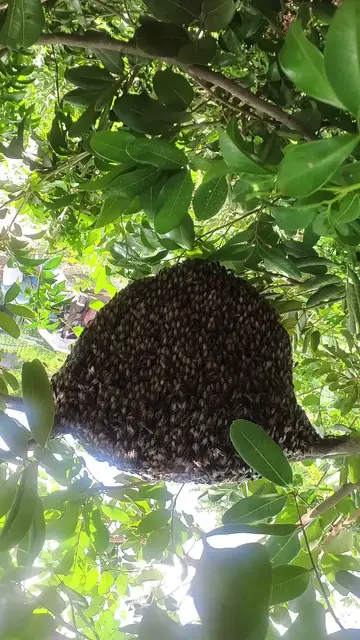 'Video thumbnail for Big Bee in forest'