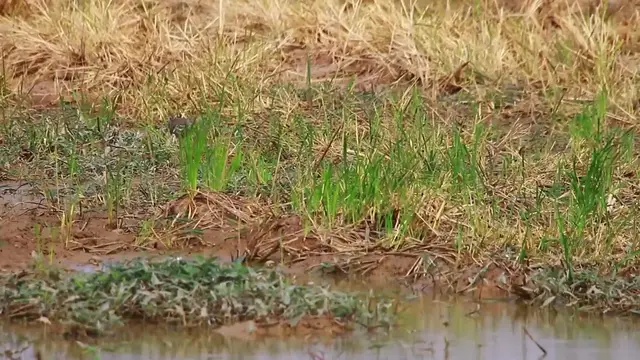 'Video thumbnail for Cute wild bird catchig food eat here in lake'