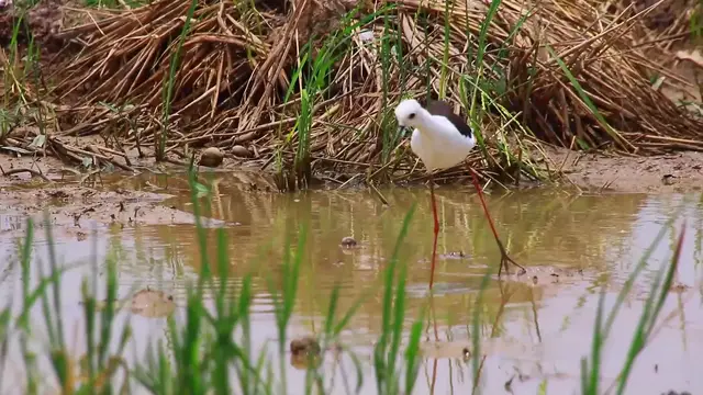 'Video thumbnail for Morning in lake wild of small bird find food eat'