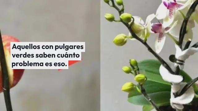'Video thumbnail for Parásitos y pulgones: 10 remedios naturales para ahuyentarlos de forma natural:'