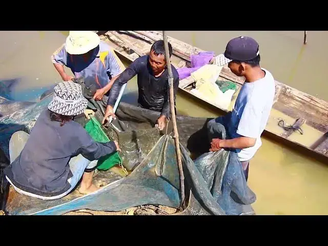 'Video thumbnail for Input netcast to store fish catch it in river'
