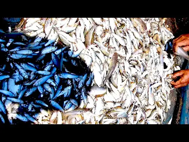'Video thumbnail for Input netcast to store fish catch it'