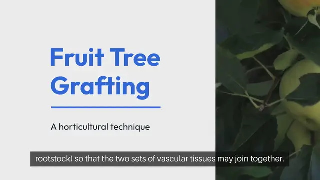 'Video thumbnail for Fruit Tree Grafting Methods'