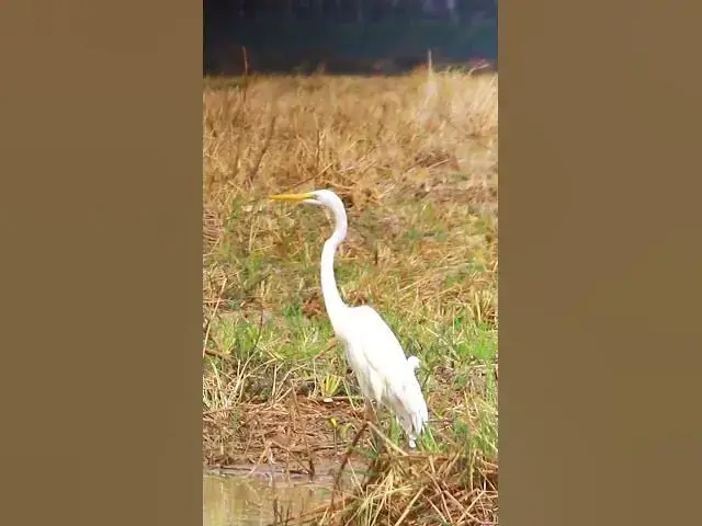 'Video thumbnail for The little egret​ bird EP | 49  #birds'