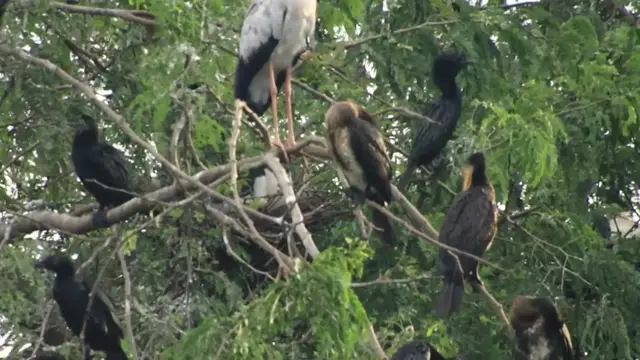'Video thumbnail for Top Bird find nest for sleep here'