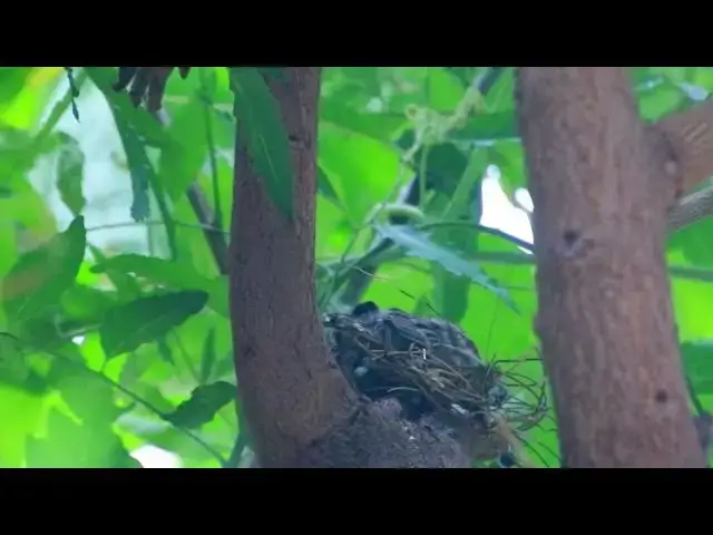 'Video thumbnail for Bay dove sleep on est | wild call other dove'