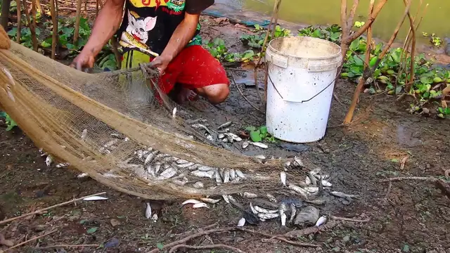 'Video thumbnail for Fishman in my village catch fish a lot in river'