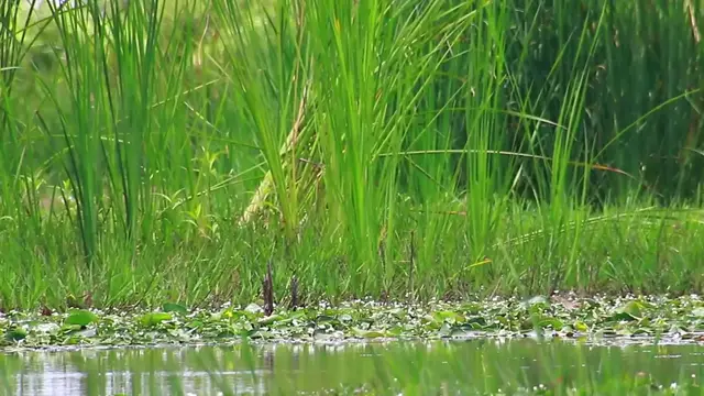'Video thumbnail for In lake bird stay under grass to wait catch fish eat'