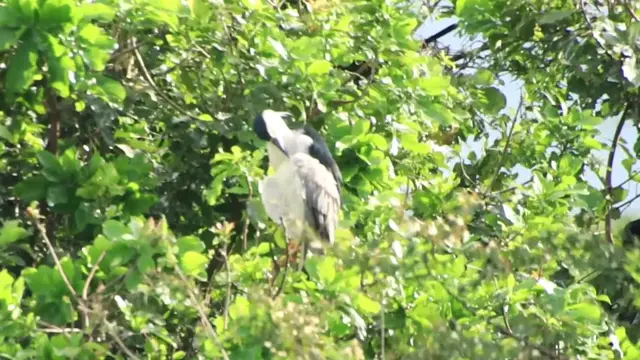 'Video thumbnail for The Wild hero bird clearing here'