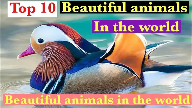 'Video thumbnail for Top 10 most beautiful animals in the world'