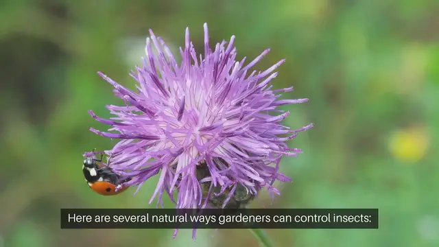 'Video thumbnail for Natural Ways to Combat Garden Insects'