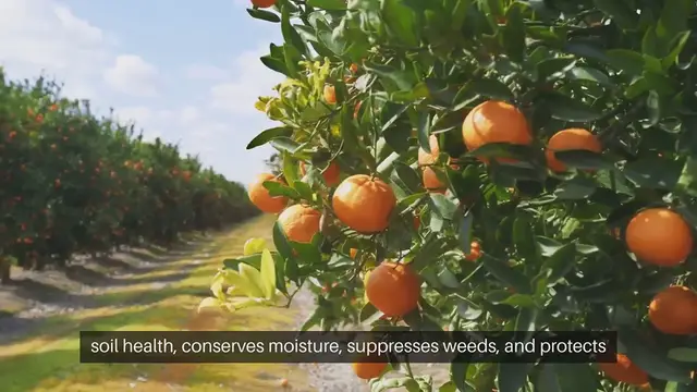 'Video thumbnail for Fruit Tree Mulching Guide'