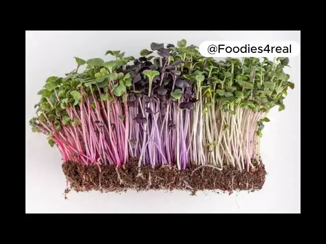 'Video thumbnail for Radish Sprouts: The Tiny Powerhouse Packed with Flavor and Nutrients'
