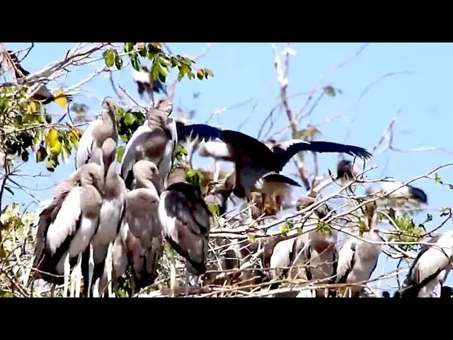 'Video thumbnail for All nest & bird in lake at Avean a lot bird'